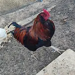 Feriehus Lamia Giulia *