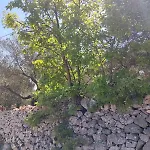 Lamia Giulia *