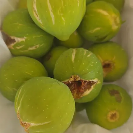 Lamia Giulia Feriehus *