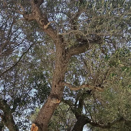 Lamia Giulia Ostuni