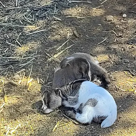 Lamia Giulia * Ostuni