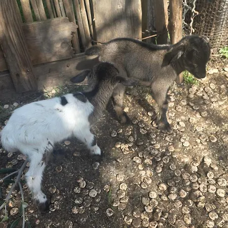 Ferienhaus Lamia Giulia Ostuni