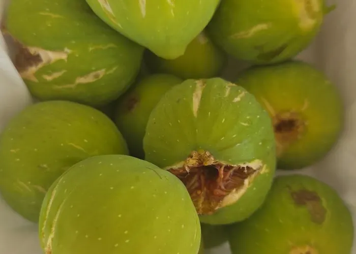 Lamia Giulia Ferienhaus *