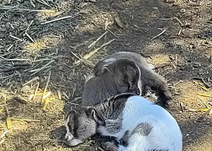 Lamia Giulia * Ostuni