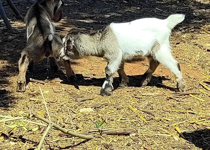 Lamia Giulia * Ostuni