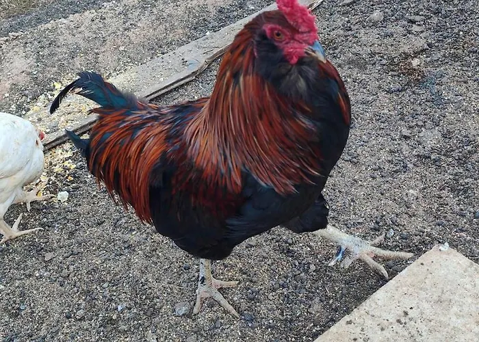 Ferienhaus Lamia Giulia *