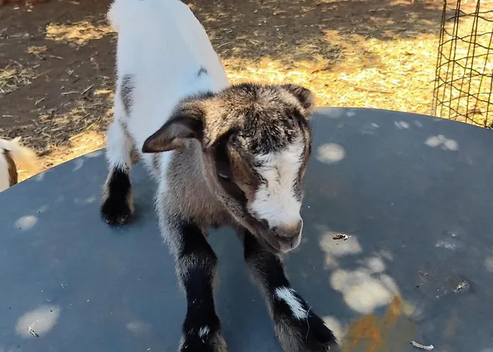 Lamia Giulia Ferienhaus Ostuni