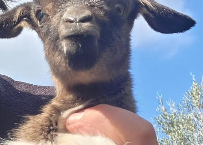 Ferienhaus Lamia Giulia